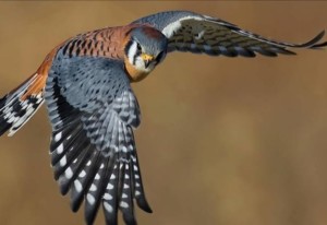 kestrel